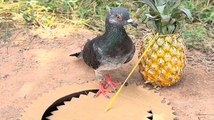 [World Curiosities Commentary] The latest video is now live—come check it out!