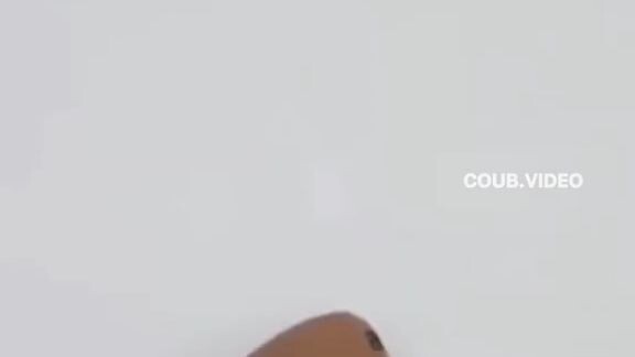DOG ROLLING
