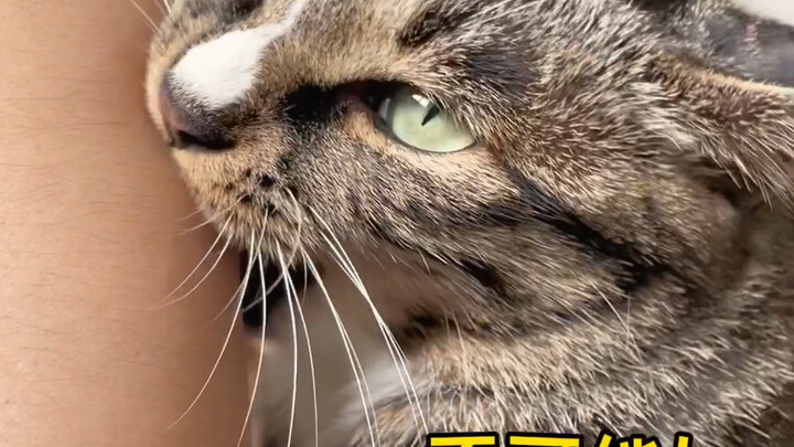 No wonder it’s a cat handpicked by our ancestors—it’s already got a mind of its own!