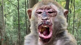 非洲人做炭烤猴，太狠了