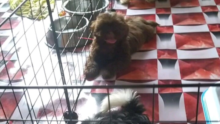 My Shitzu