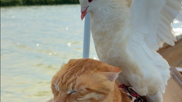 Coastal Indigenous Fisherman and Cat