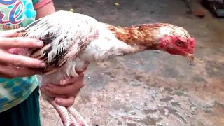 Biển Nguyễn ngọc | Vợ Thịt Gà Luộc Nấu Canh Miến Ngon Tuyệt Vời