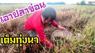 เก็บปลาข่อน!!ตามท่งไฮท่งนาตามธรรมชาติ