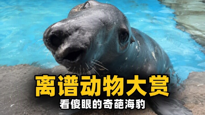 Beberapa jenis anjing laut yang menggemaskan ini, coba lihat kamu pernah melihat yang mana?