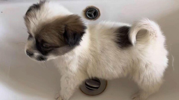 You'd never guess this is actually a 10-month-old puppy!