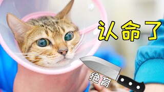 عندما علم القط أنه سيتم تعقيمه، بدأ يدور في مكانه وقبل الحقيقة بهدوء.