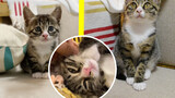Animal|Record of Kittens Growing Up