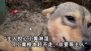 "Dogs should listen to doggy songs; Little Yellow, hurry home when it rains; Dogs tread on snow and 