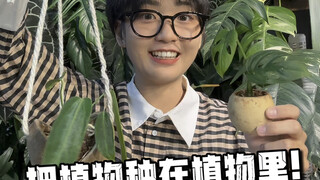 Plant Lover's Daily Life | Planting Plants Inside Other Plants!!