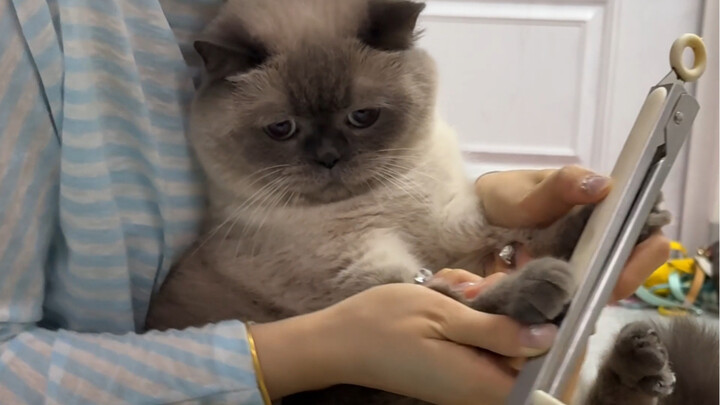 قطة قوانغدونغ ركبت زورق التنين أيضًا!