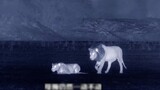 Funny scene where a male lion mistakes a lioness for prey