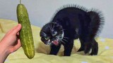 Cat Scare Of Cucumber - Funny Cat Reaction | Super Cats