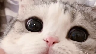 The kitten's butt is so good