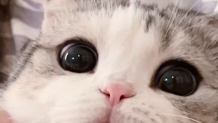 Pantat anak kucing itu sangat bagus