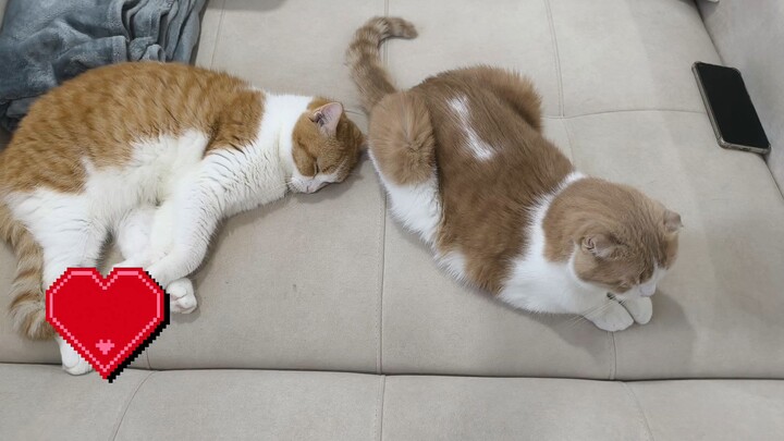 วันหยุดของหนู #动物圈.   #喵星人#铲屎官#猫咪 #吸猫#萌宠#治愈系#喵星人#铲屎官#软萌#猫片#最多播放