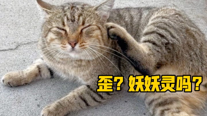 Bàn về việc một chú mèo “lão lục” đã bằng chính sức mình trở thành nam chính như thế nào