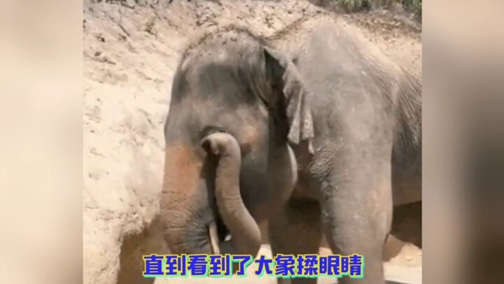 How adorable and surprising elephants are