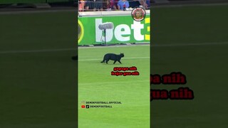 KUCING NYASAR DI STADION #shorts