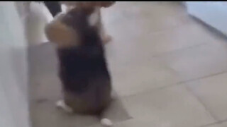 The dog wants to do the dog dance