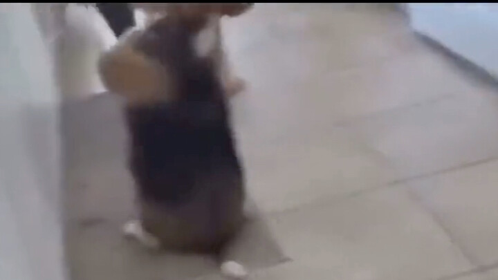 Chó muốn nhảy điệu nhảy chó