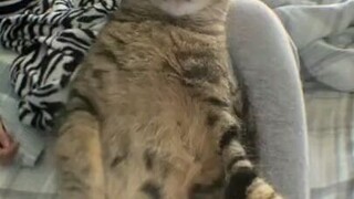 mentahan nih kucing nya