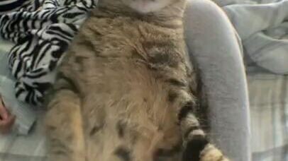 mentahan nih kucing nya