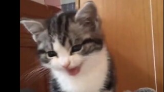 Dịch vụ đánh thức hàng ngày của chú mèo con ah ah ah ah nụ hôn điên rồ
