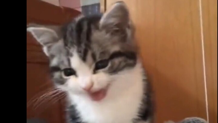 Little kitten's daily wake-up service ah ah ah ah crazy kiss