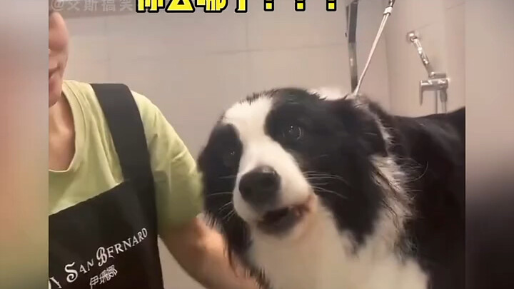 Anjing: Aku bukan manusia, tapi kamu memang anjing!