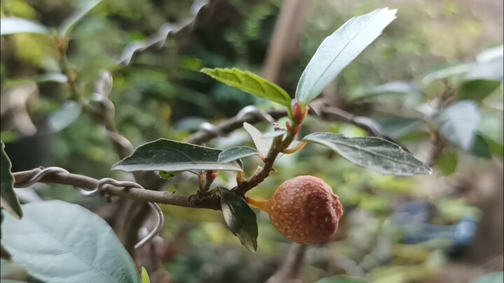 BAHAN BONSAI INI JARANG DI MINATI TERNYATA BUAHNYA MANIS