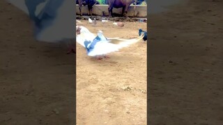Thích làm võ sư nhưng ông trời bắt làm chim