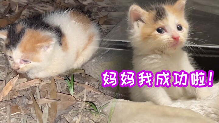 ลูกแมวจรจัดที่เคยถูกแม่ "ทิ้ง" ตอนนี้กลายเป็นที่รักของทุกคนไปแล้ว