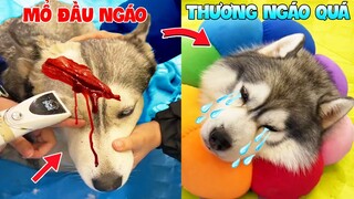 Thú Cưng Vlog 🐶 Ngáo Và Ngơ Ham Ăn #32 | Chó ngáo Husky vui nhộn | Pets funny cute smart dog