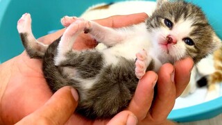 ลูกแมวเหมียวดังในมือพ่อ