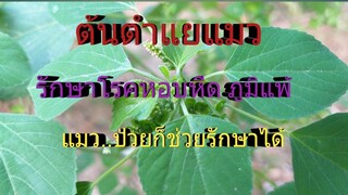 สูตรรักษาโรคหอบหืด ภูมิแพ้ได้ผลดีเยี่ยม ดื่มพียงแก้วเดียวก็หาย ด้วยต้นสมุนไพรตำแยแมว/โดยฮอยไทยอีสาน
