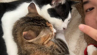 ألا تغضب عندما ترى الهرة الصغيرة هكذا؟