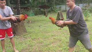 Pure Bruce Broodstag vs 3/4 Bruce