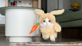 Why is this rabbit so angry?