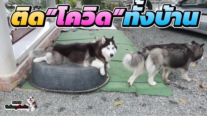 “ซีซั่นนี้ไม่รอด” ความอลเวงเมื่อคนในบ้านติด โควิด-19  | มะขาม ปึกน้อย ลูกข้าวจ้าว EP. 312