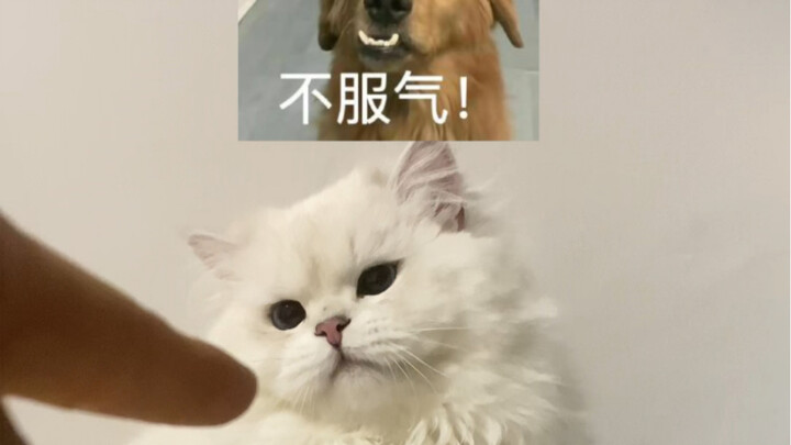 Exposing the little kitten’s misdeeds!