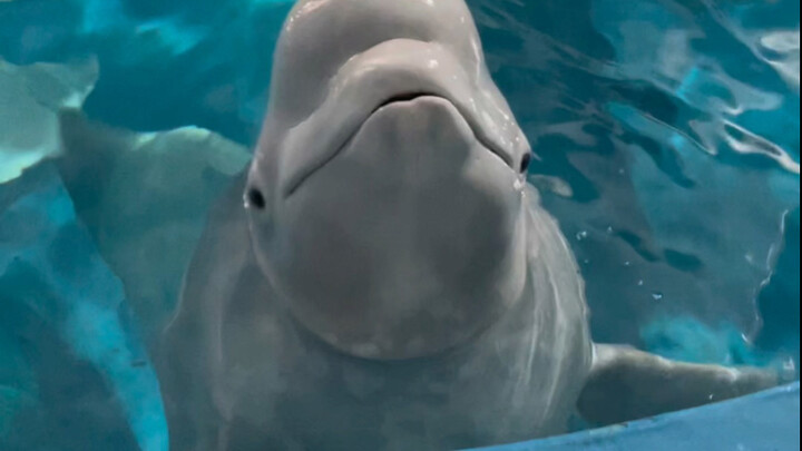 Si Hitam Kecil semakin sulit dibodohi.