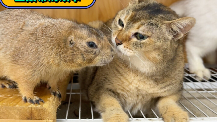 Oh, me, the little mouse—this whole life feels like tiptoeing on thin ice...