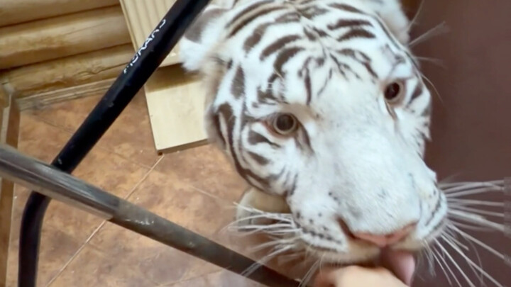 Million Palace is a very well-behaved tiger.