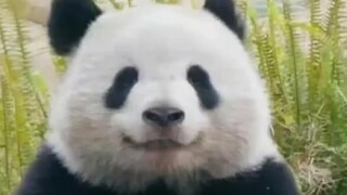 天生臭脸和天生笑脸的区别