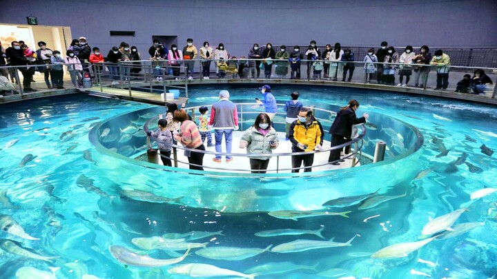Japan builds a ring-shaped aquarium, allowing fish to swim at high speed inside.