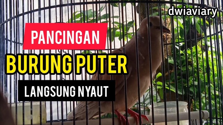 PANCINGAN PUTER JANTAN LANGSUNG NYAUT