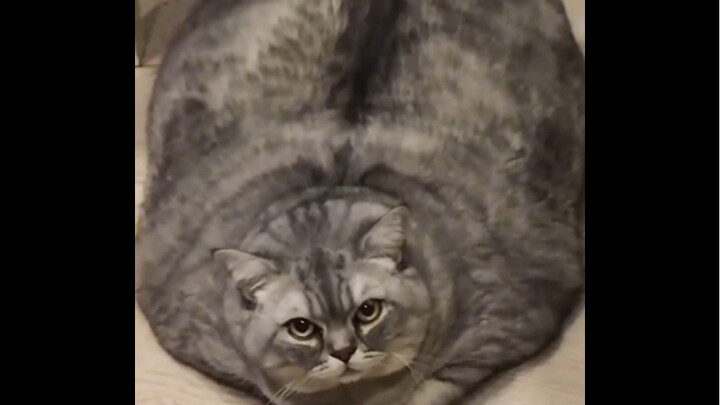 “Kucing kecil di tabung gas”