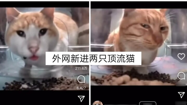 แมวสองตัวใหม่บนอินเทอร์เน็ต