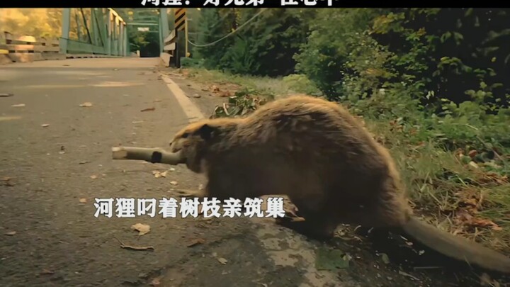 Berang-berang: Saudara baik di hati!